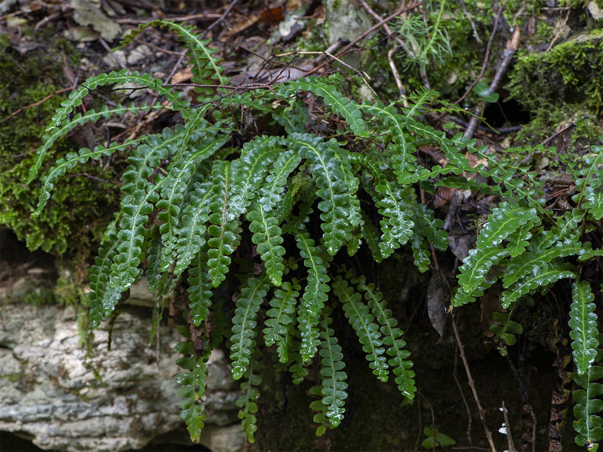 Asplenium ceterach